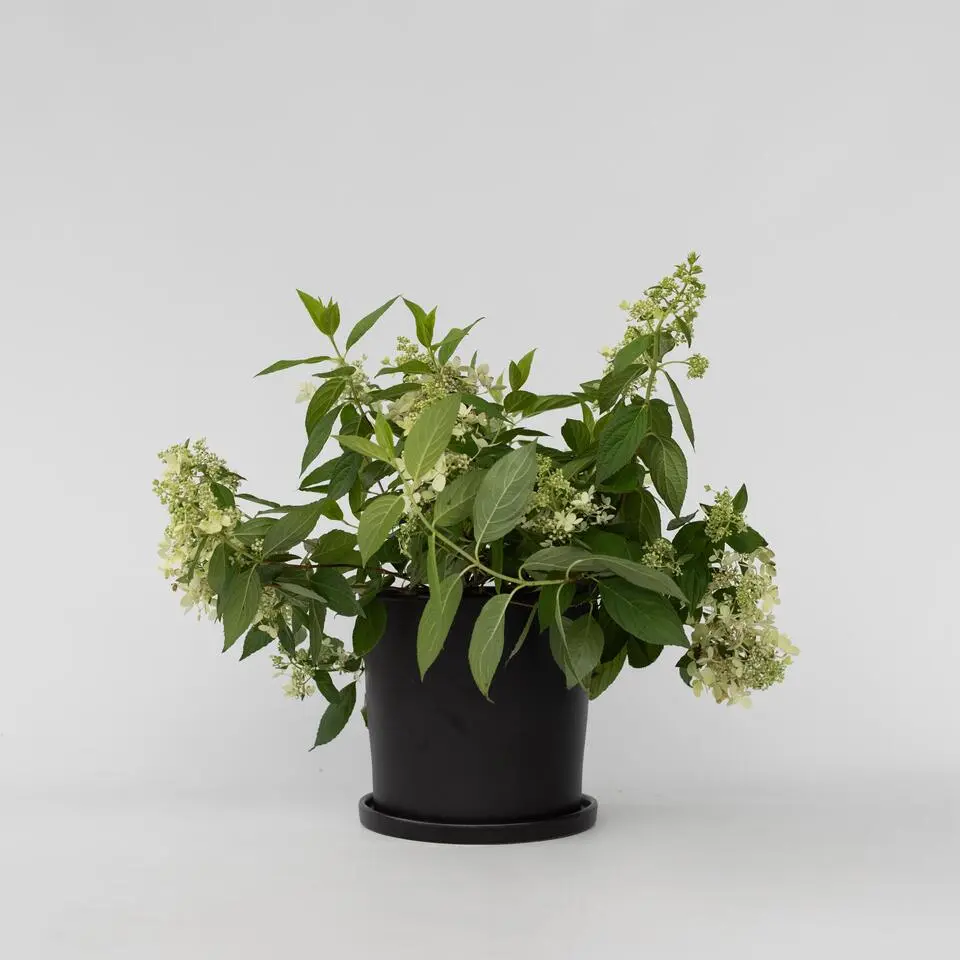 Pluimhortensia - Hydrangea paniculata 'Confetti' - Hoogte 25-40cm - ⌀19cm
