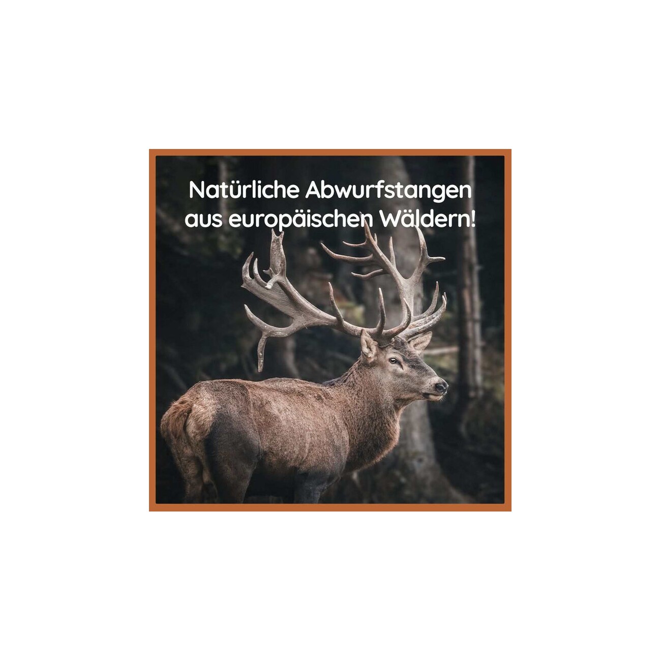 Wildfang Kaugeweih Dam- oder Rothirsch, mit und ohne Lachsöl, ganze und halbe Stangen, 3er Set