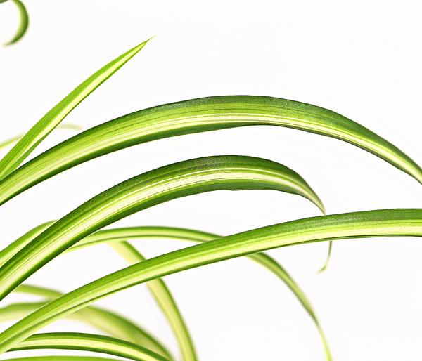 Grünlilie - Chlorophytum comosum 'Atlantic'