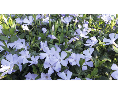 Kleine Maagdenpalm FloraSelf Vinca minor 'Valentin' 5/7 scheuten Ø 9 cm pot