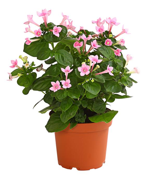 Bouvardie - Bouvardia, verschiedene Farben