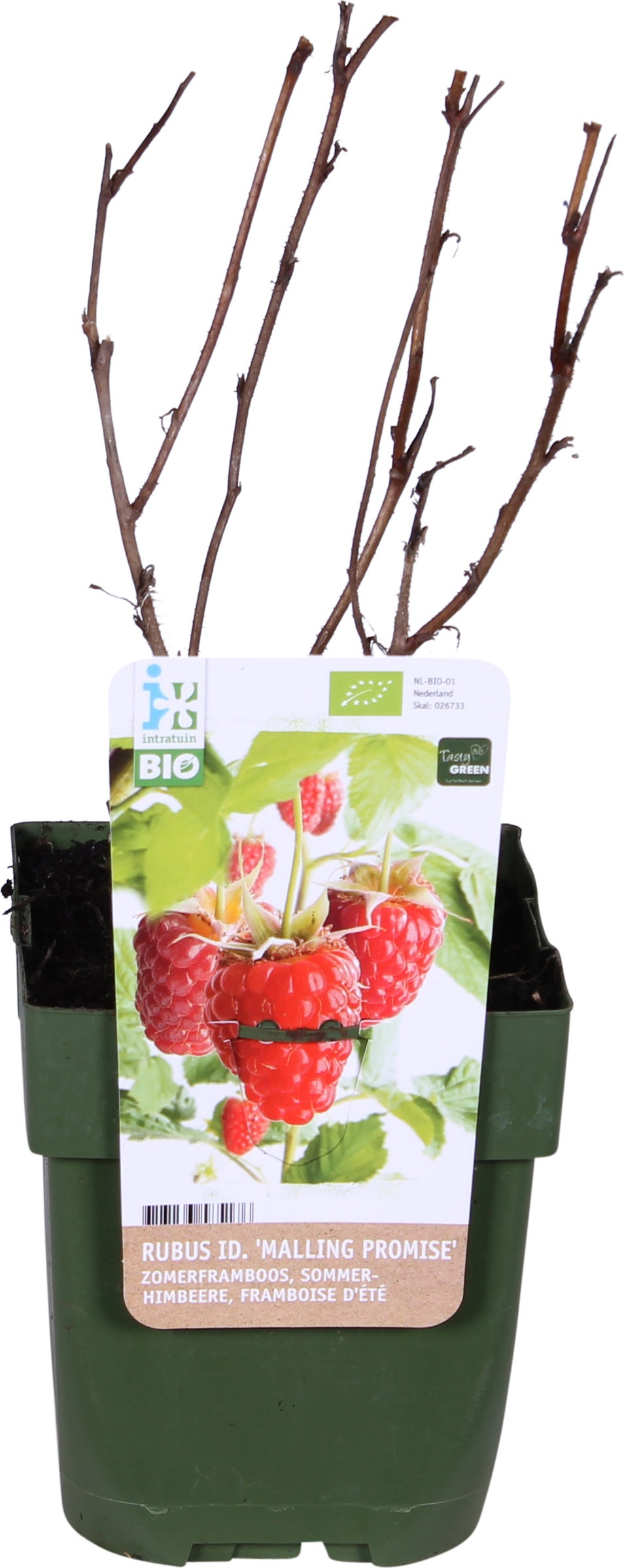Biologische Zomerframboos (Rubus idaeus 'Malling Promise') D 13 H 40 cm