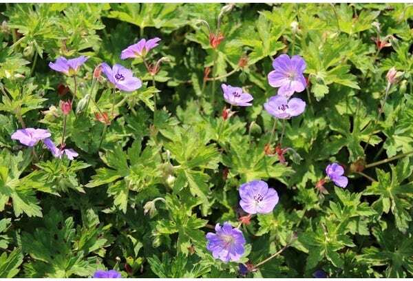 Ooievaarsbek (Geranium 'Rozanne') D 9 H 10 cm