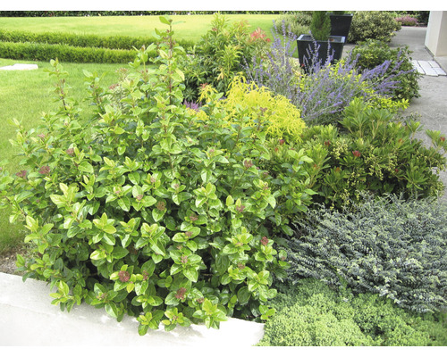 Mediterrane sneeuwbal (Viburnum tinus 'Lisarose') FloraSelf, H 30-40 cm, Co 6 L