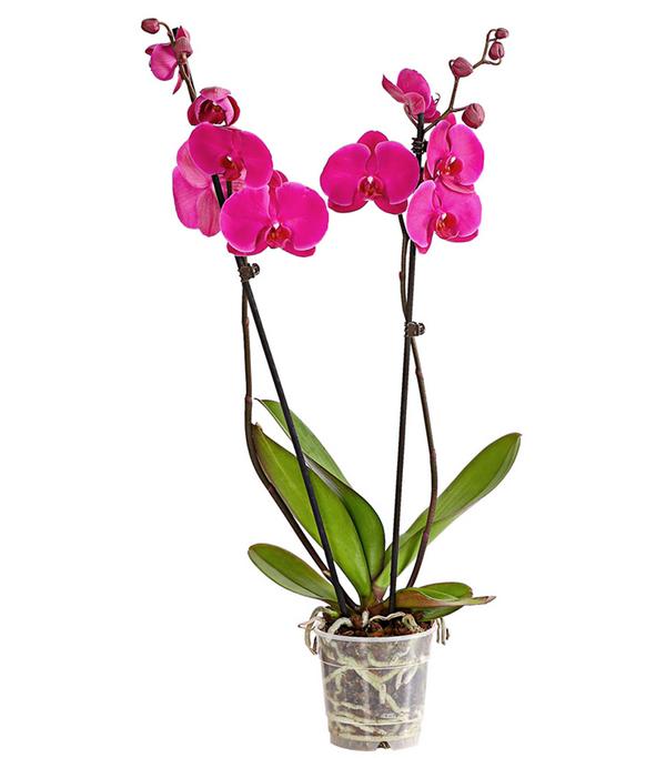 Schmetterlingsorchidee - Phalaenopsis