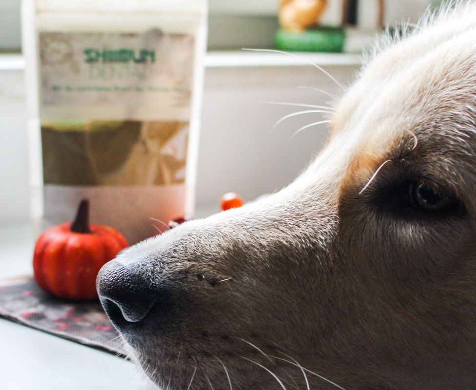 Bellfor Nahrungsergänzungs für Hunde mit Shiitake - Shiimun Dental Pulver