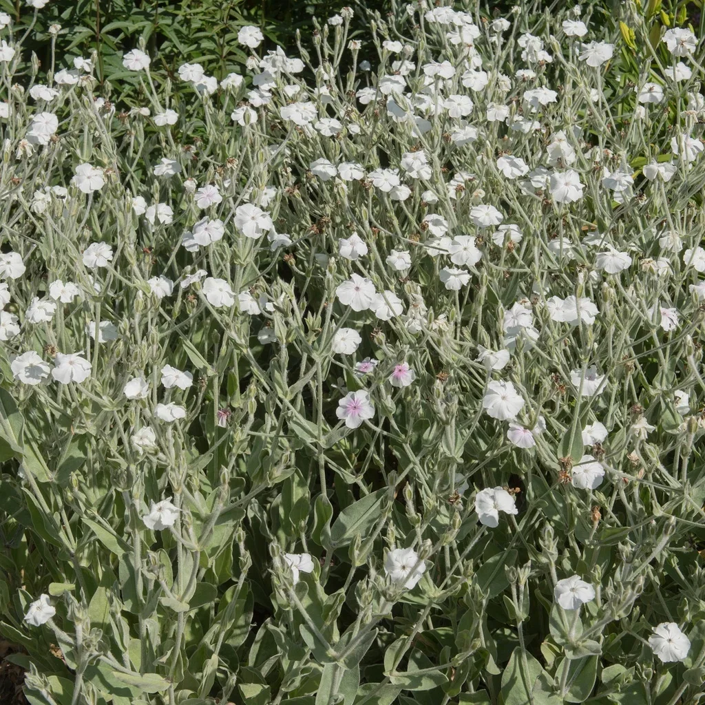 Lychnis coronaria 'Alba' Flyelstjæreblomst 'Alba' Ø11 cm