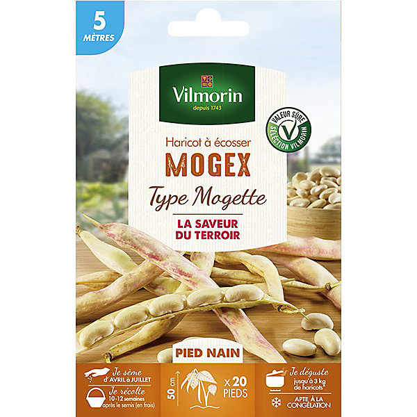 Graines de Haricot nain Mogex 20m Vilmorin