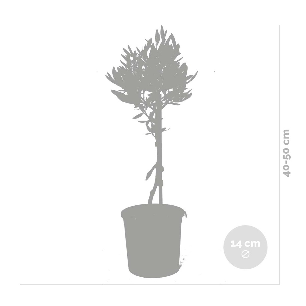 2x olea europaea - olivier sur tronc - arbre méditerranéen - rustique – ⌀14 cm - ↕40-50 cm