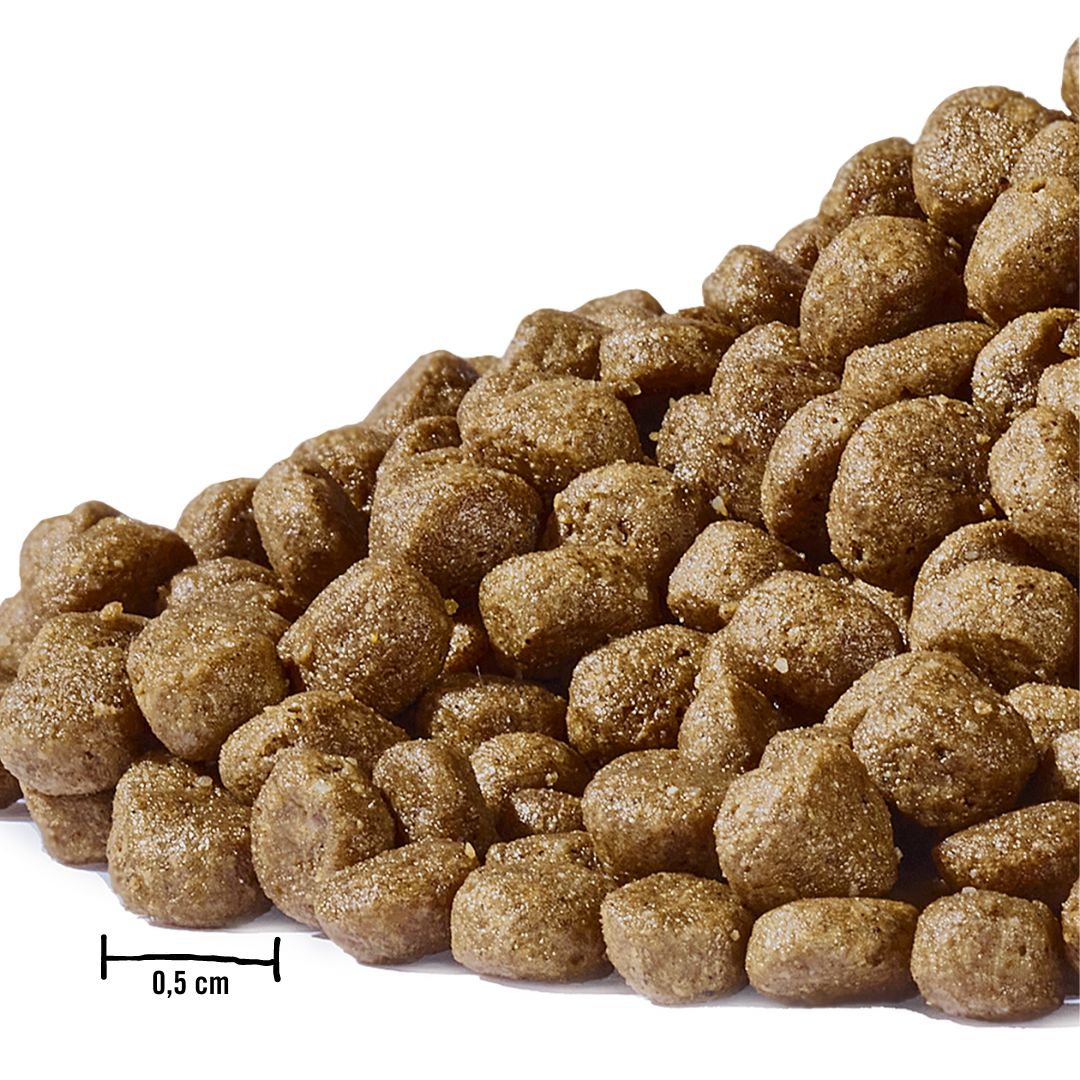 Dogs’n Tiger Junior Premium Katzenfutter, Flitzpiepe, Kitten Trockenfutter, Lachs & Truthahn