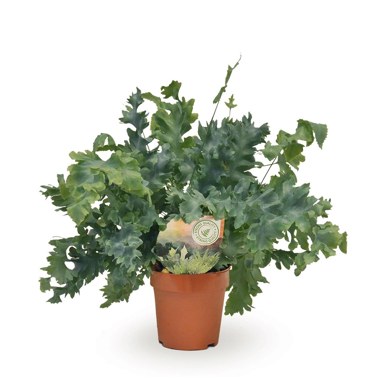 Plante d'intérieur - phlebodium davana 35.0cm