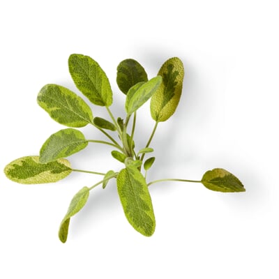 Nachfüller zu Naturseife Soeder, Lavendel-Salbei-Rosmarin