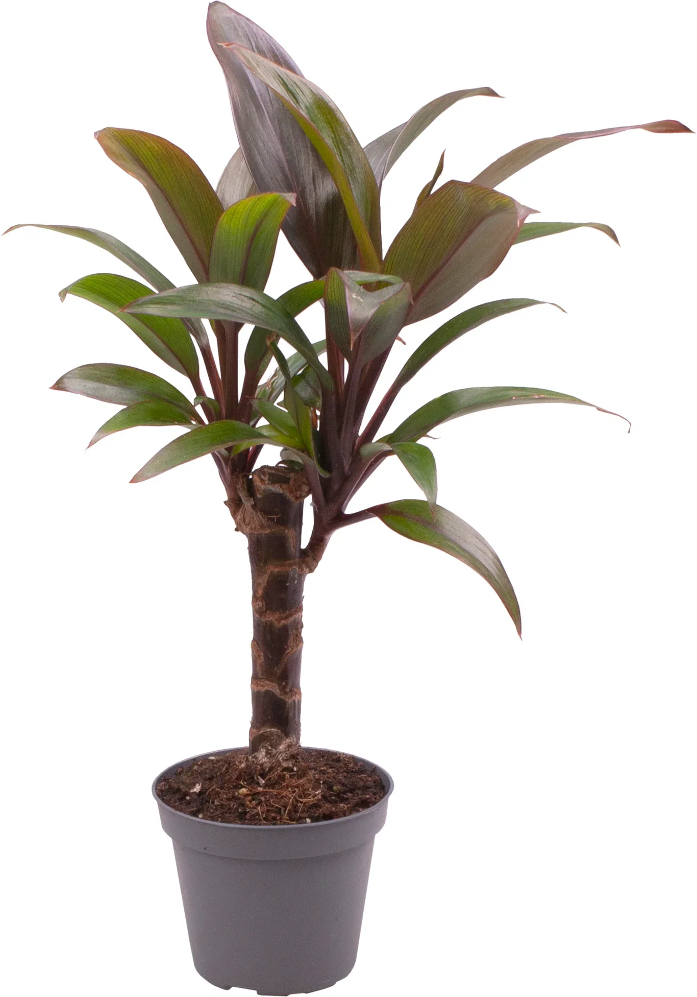 Cordyline fruticosa 'Purple Compacta' Dragelilje Høyde 10 cm