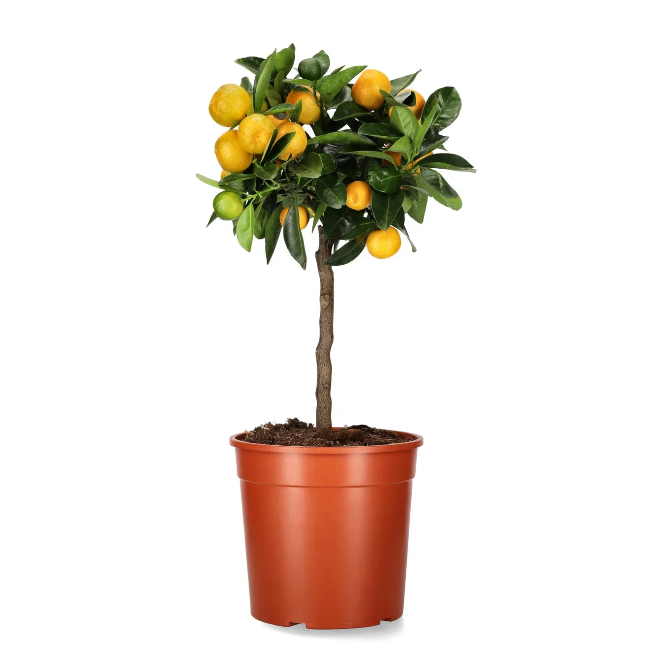 Citrus x microcarpa Oppstammet calamondin Ø19 cm