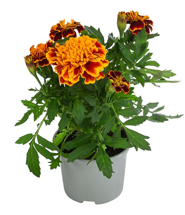 Studentenblume, verschiedene Farben