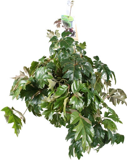Suikerdruifje in hangpot (Cissus rhombifolia) D 17 H 20 cm