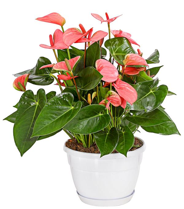 Große Flamingoblume - Anthurium andreanum,