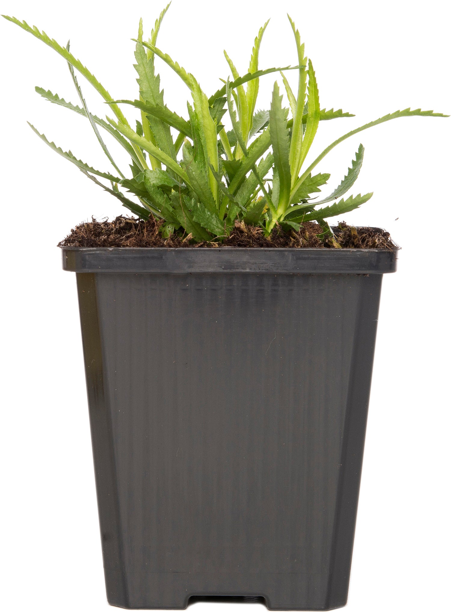 Duizendblad (Achillea ptarmica 'The Pearl') D 9 H 5 cm