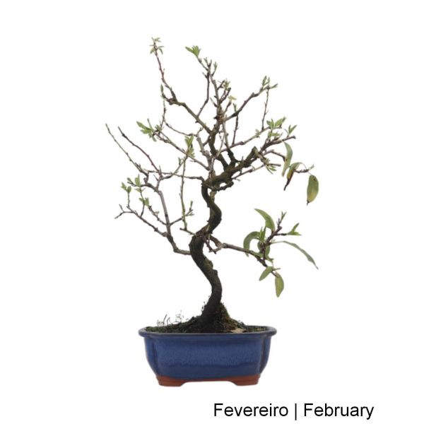 Luso Bonsai Amendoeira Bonsai de 2012 - 99024A