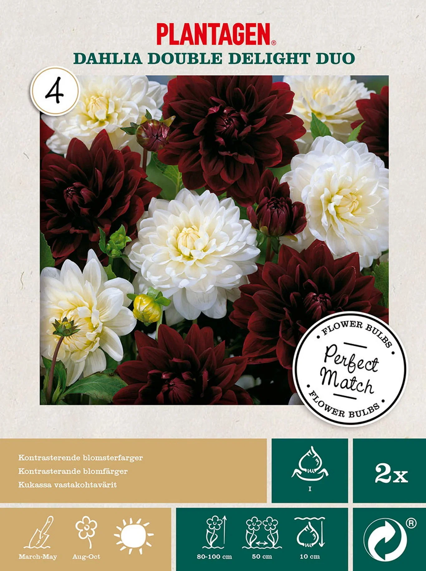 Dahlia x pinnata 'Arabian Night' & 'White Star' Georgine mix Double Delight Duo 2 pk