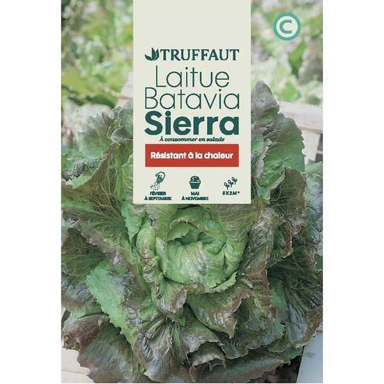 Graines de laitue Batavia Sierra en sachet