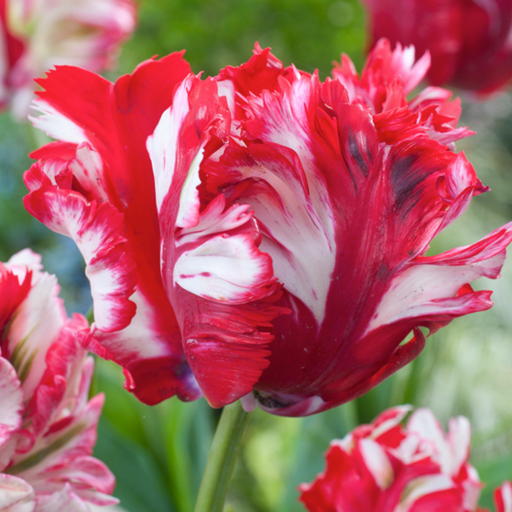 Tulipa estella rijnveld - 21x bulbes de tulipes - bulbes de fleurs résistantes