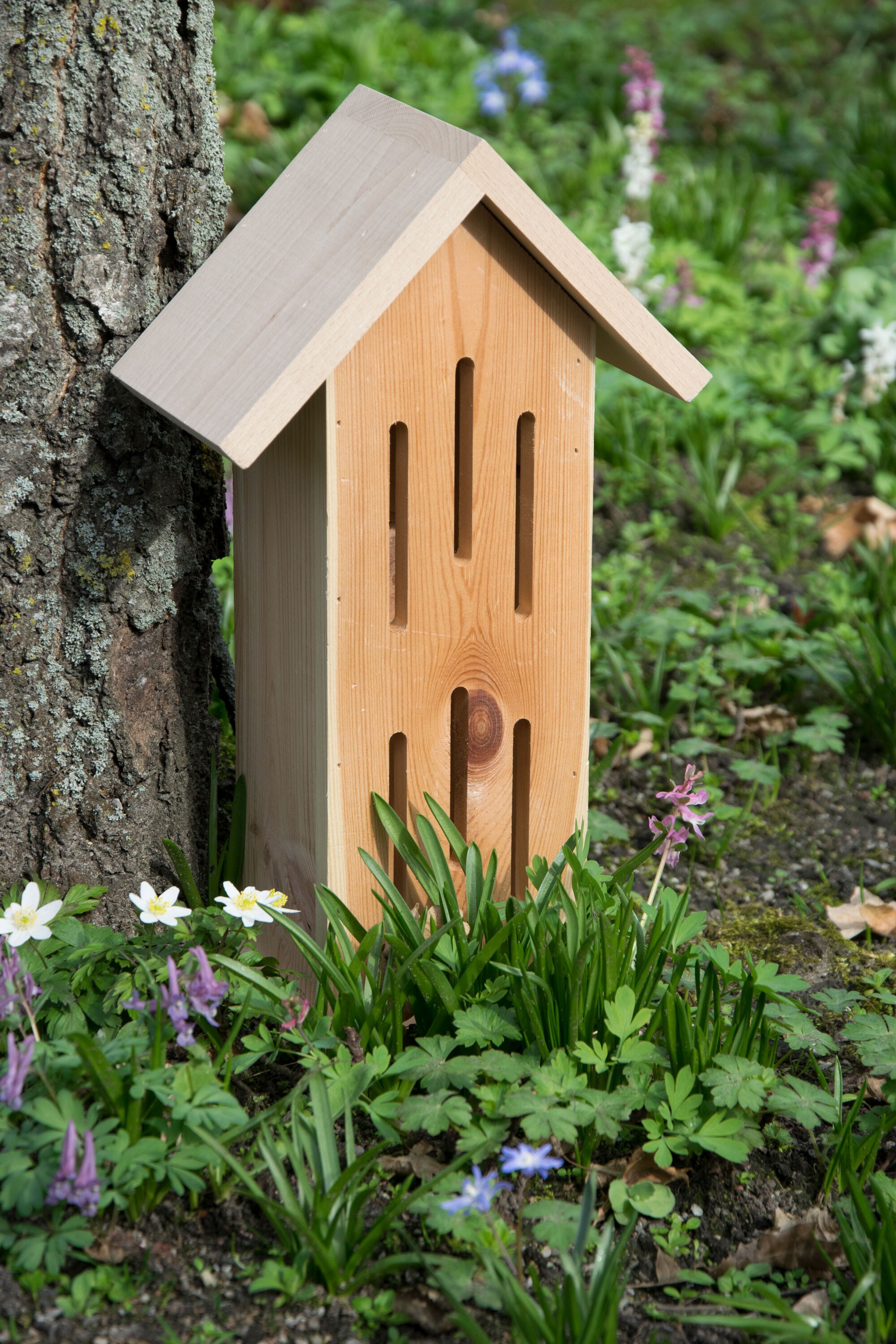 dobar Design-Schmetterlingshaus 