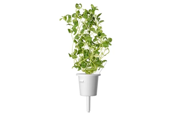Click & Grow Smart Garden refill Marjoram 3pcs