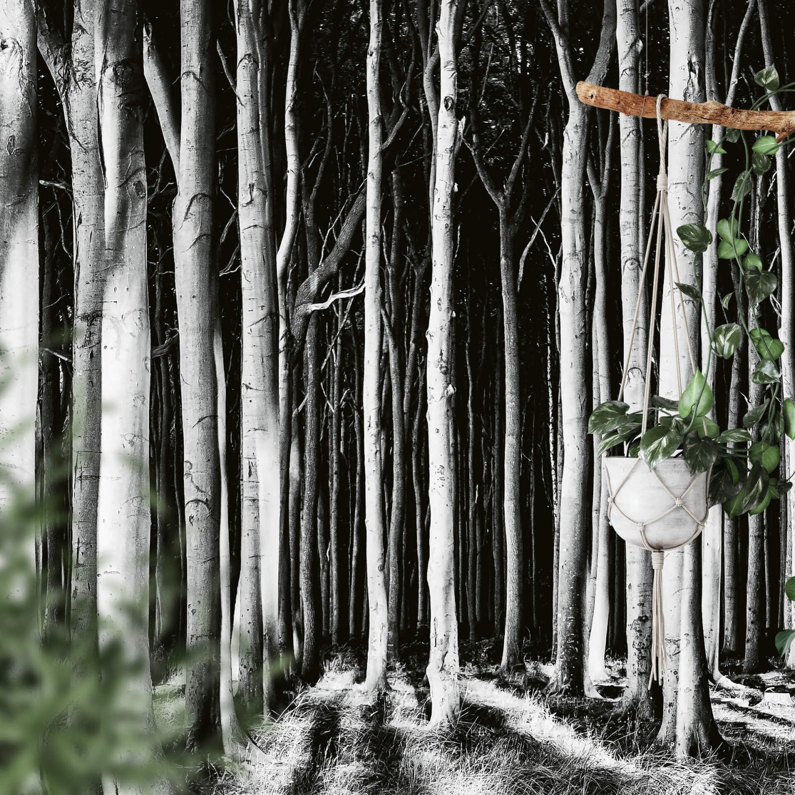 Fototapete DESIGNWALLS 2.0 - schwarz-weiß - Wald - 2,6 Meter