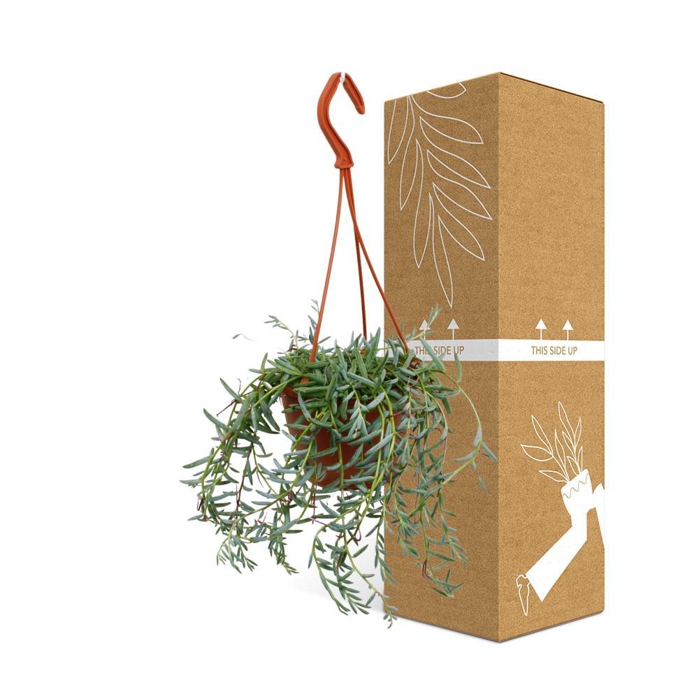 Plante d'intérieur - senecio hallianus 25.0cm