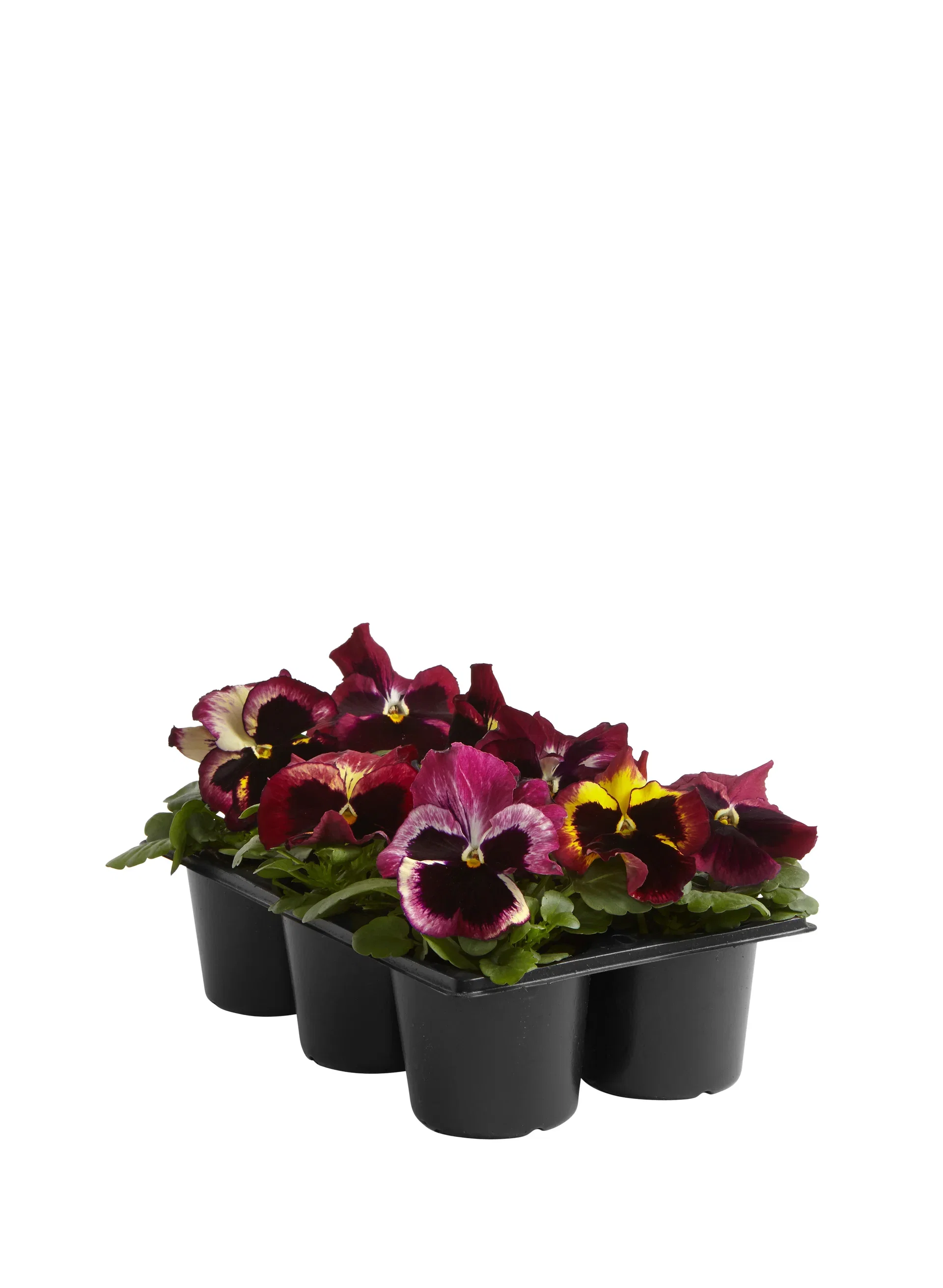 Viola x wittrockiana Stemor storblomstret 6 pk