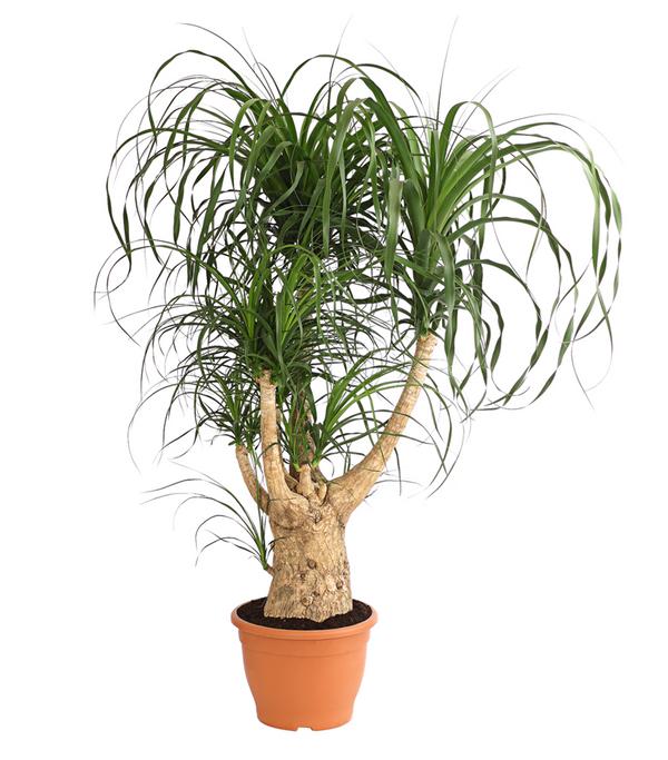 Elefantenfuß - Beaucarnea recurvata,