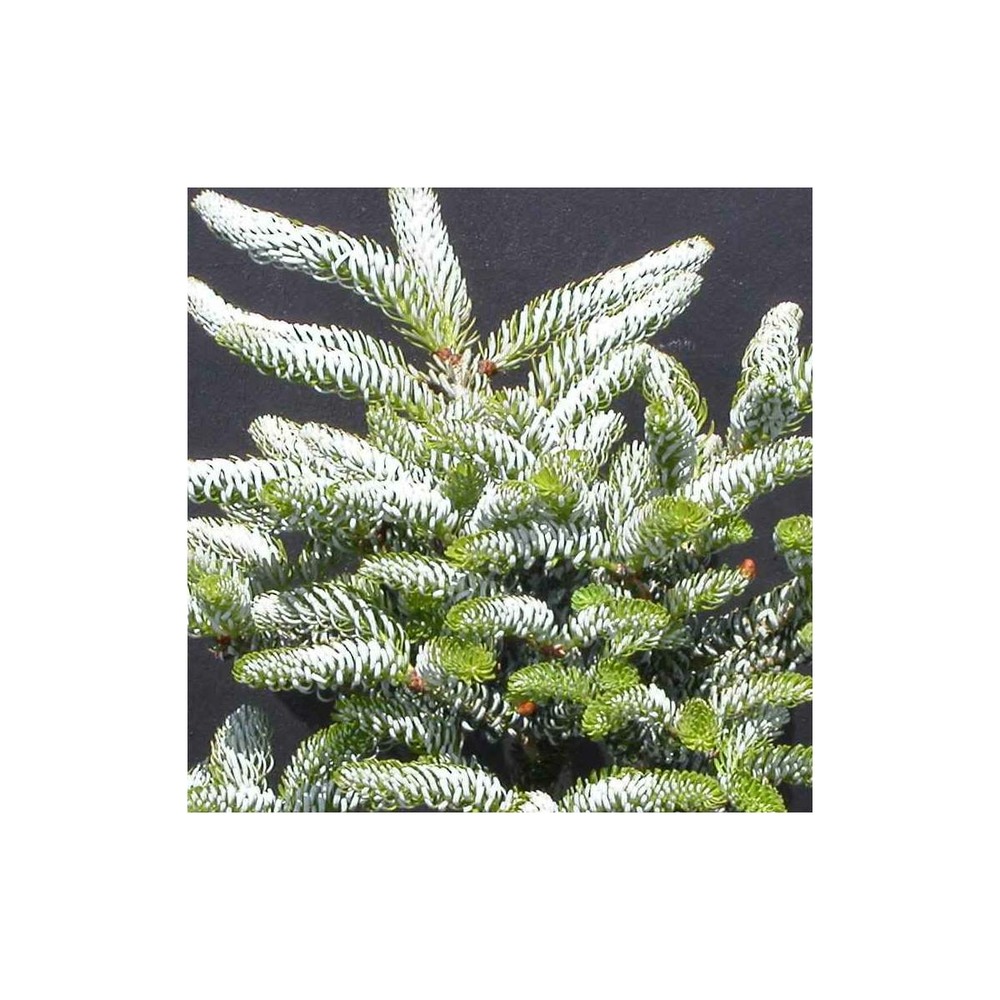 Sapin de corée koreana silberlocke/abies koreana silberlocke[-]pot de 3l - 20/40 cm