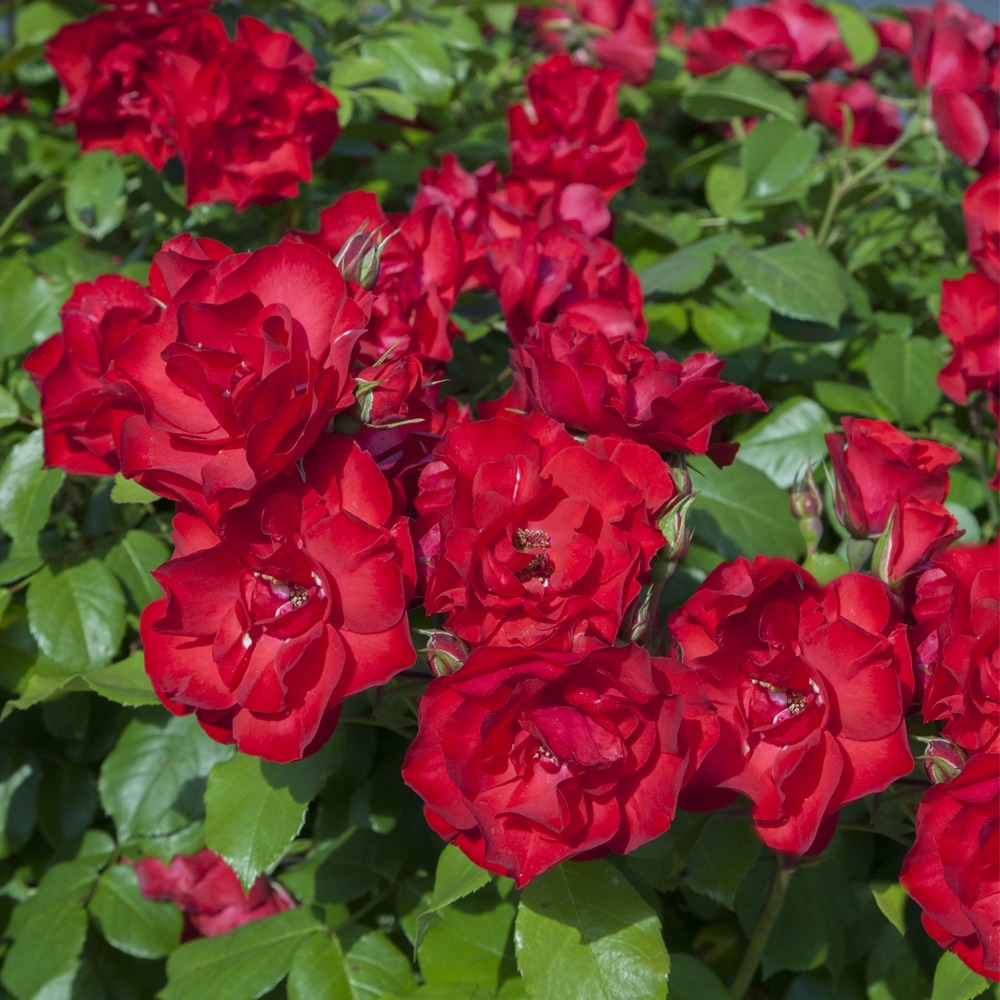 Rosier la sevillana ® meigekanu le pot de 2l