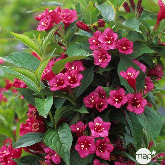 Weigela, coloris variables: pot 75L