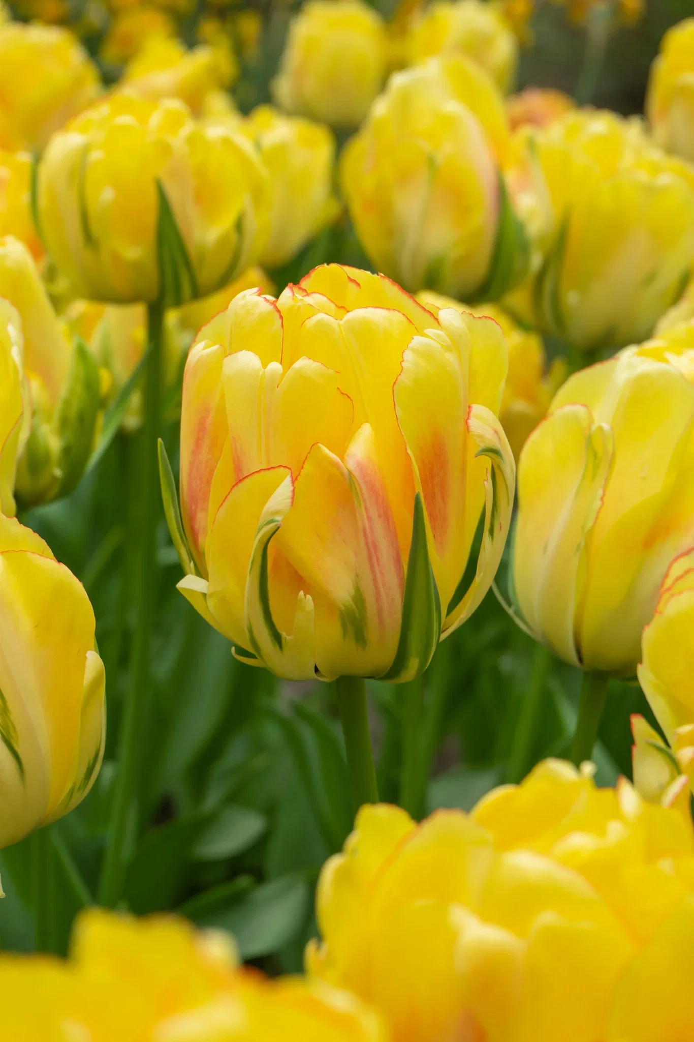 Tulipa gesneriana (Late double flowering Group) 'Akebono' Tulipan 'Akebono'