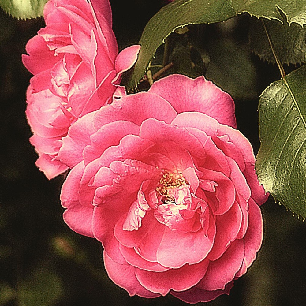 Rosier grimpant pompon de paris/rosa grimpant pompon de paris[-]godet - 5/20 cm