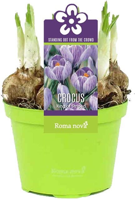 Krokus (Crocus 'King of the Striped') D 9 H 11 cm