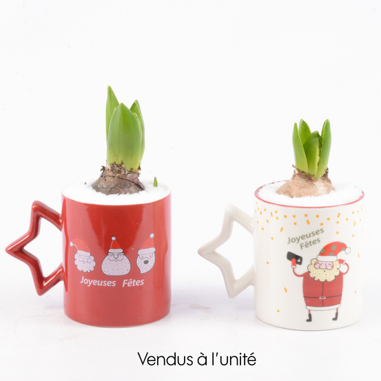 Jacinthe X1 avec mug décoration noël D9