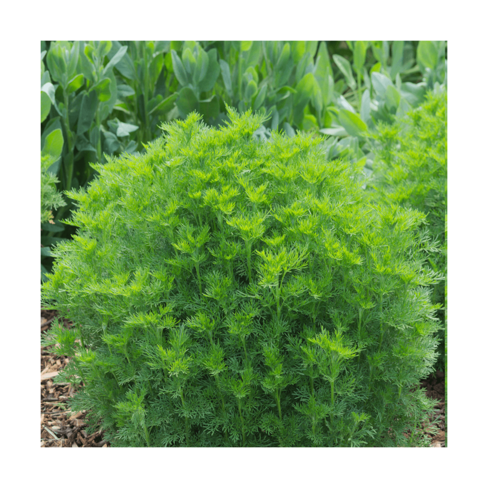 Aurone abrotanum bio/artemisia abrotanum[-]lot de 9 godets