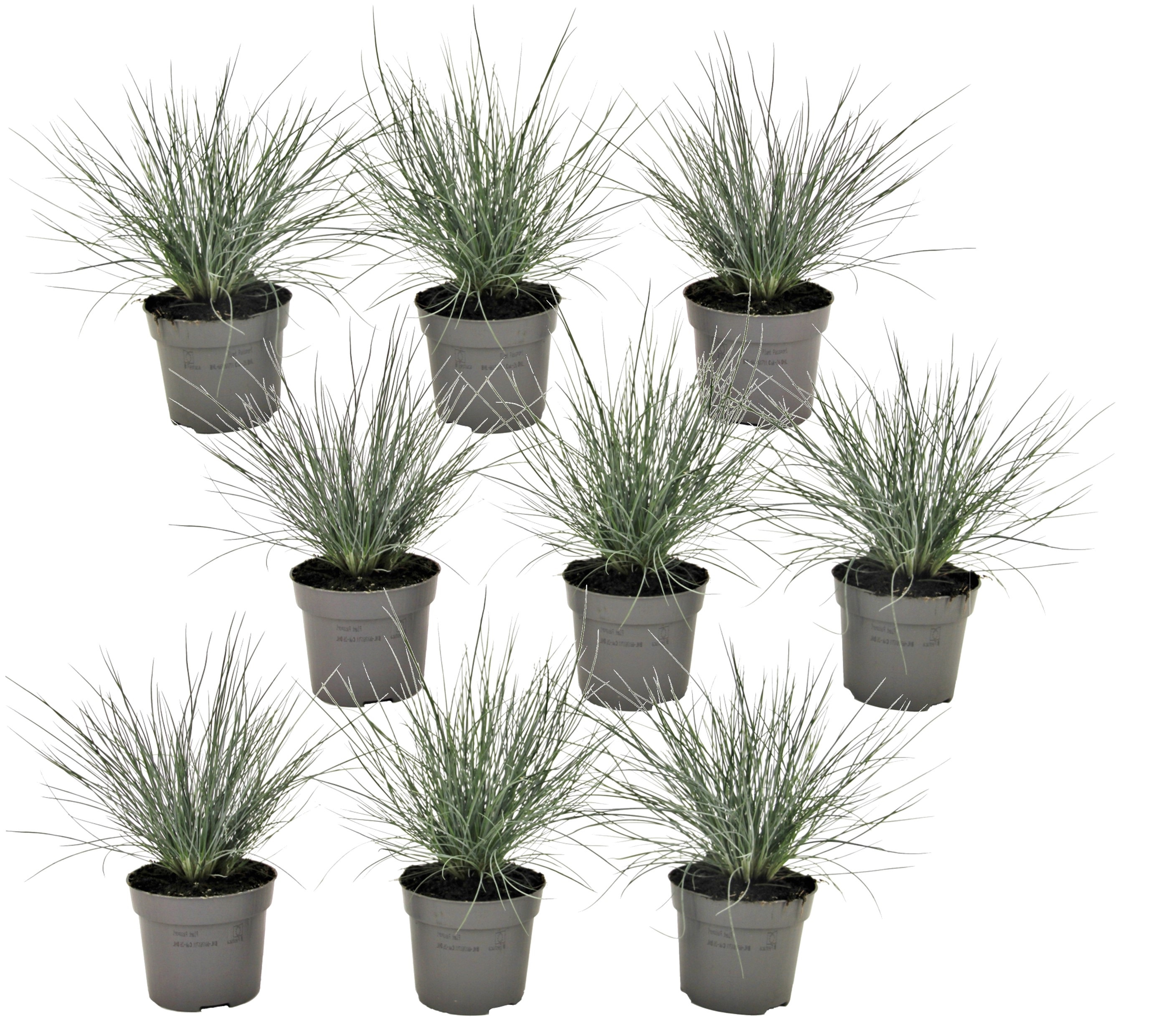 Festuca glauca 'elijah blue' - set de 9 festuca - pot 9cm - hauteur 10-15cm