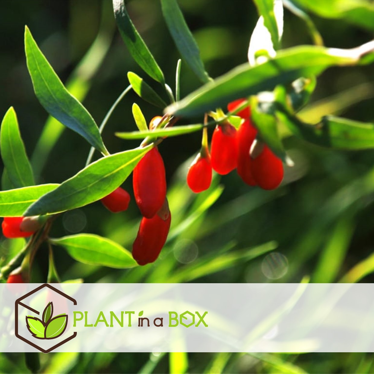 Superfruit - mix de 3 - myrtille - canneberge - goji - pot 9cm - hauteur 25-40cm