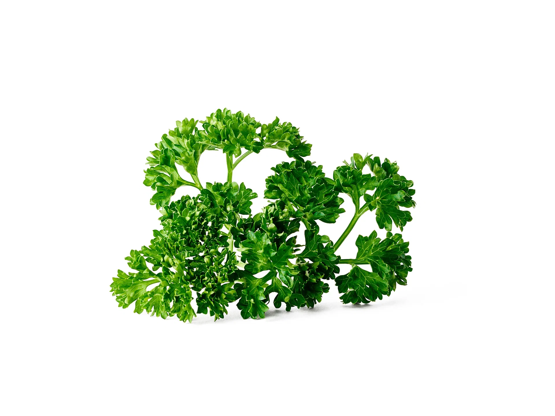 Petroselinum crispum Kruspersille Ø17 cm