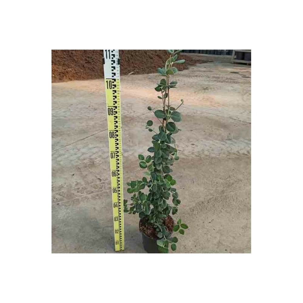 Metrosideros excelsa (arbre de noël) rouge - taille pot de 25l - 100/125cm