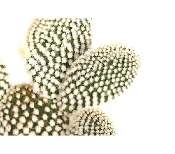 Feigenkaktus - Opuntia indica, verschiedene