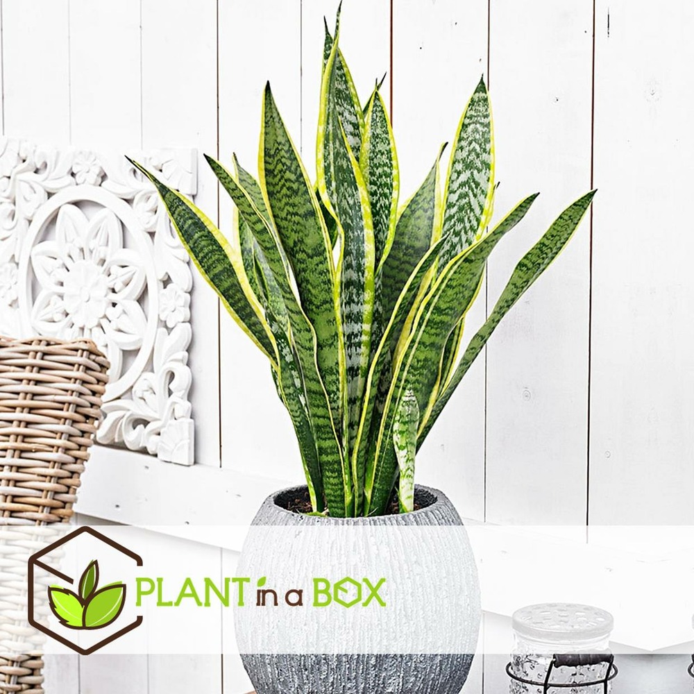 Sansevieria laurentii - set de 3 - langue femelle - pots 12cm - hauteur 30-40cm