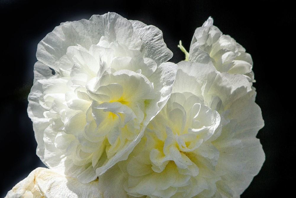 Mélange de roses trémières - 100 graines - alcea rosea