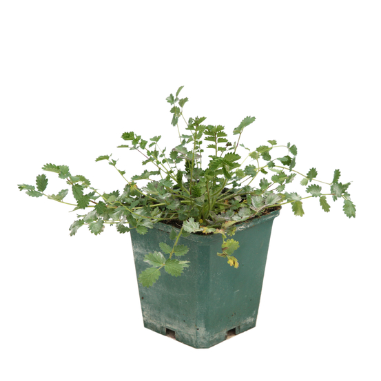 Plant de Pimprenelle AB - Godet 9cm
