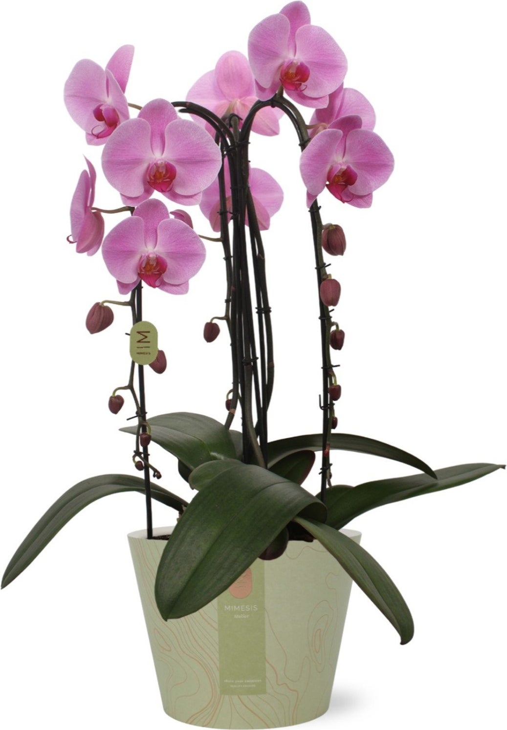 Vlinderorchidee 3 tak (Phalaenopsis 'Pink Naomi') D 21 H 65 cm