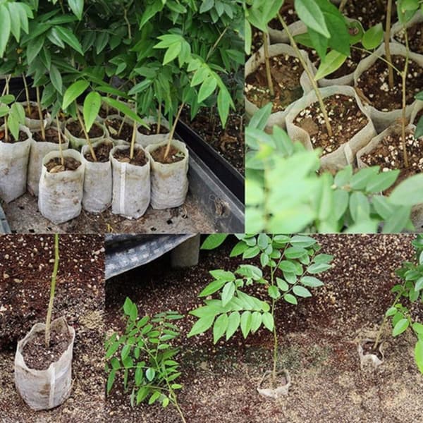 100-Pak - Tomme Frøposer / Poser til Frøplanter - Plante